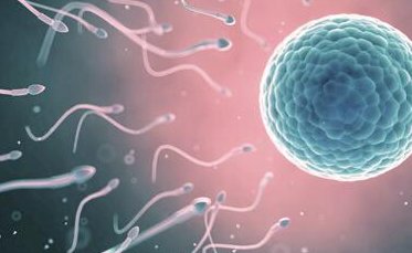 孕中期体型偏瘦有缺铁性贫血病症的女性吃什么补铁？