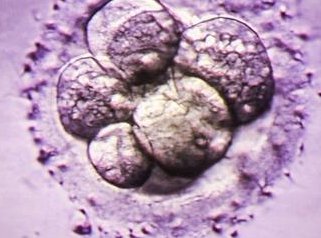 2026福州900医院试管婴儿费用需要多少钱？